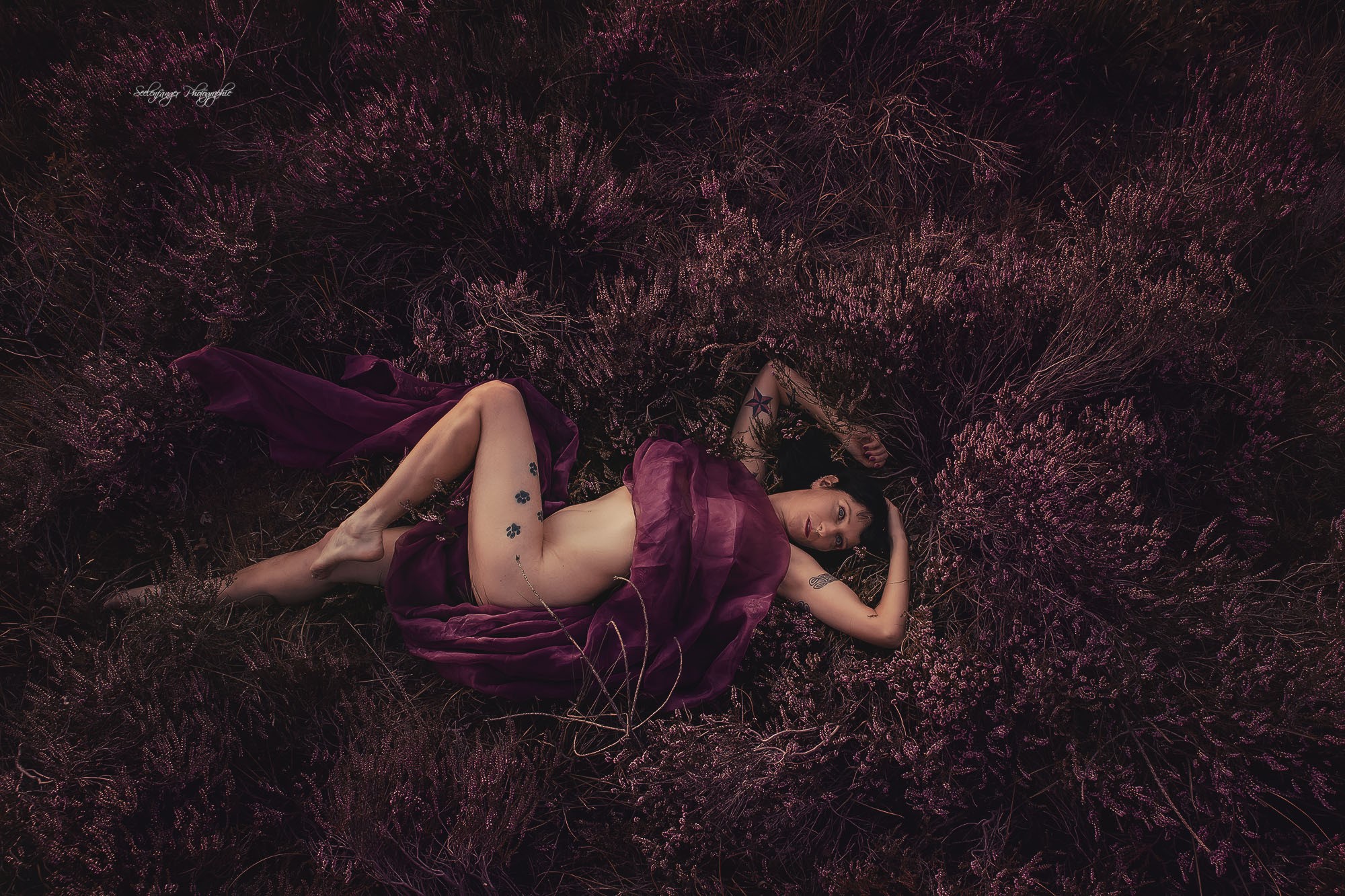 Violet Dreams